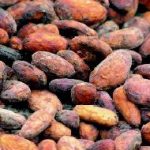 cacao(alterna)