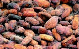 cacao(alterna)