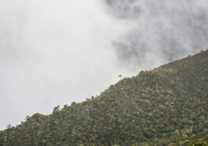 Páramo